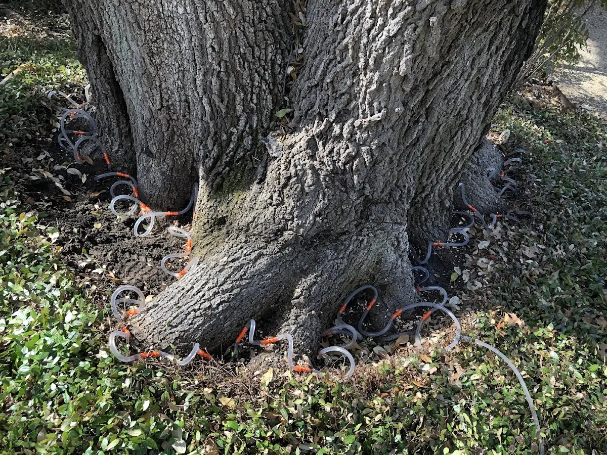 Detailed Tree Cabling and Bracing job site in Ellis Grove