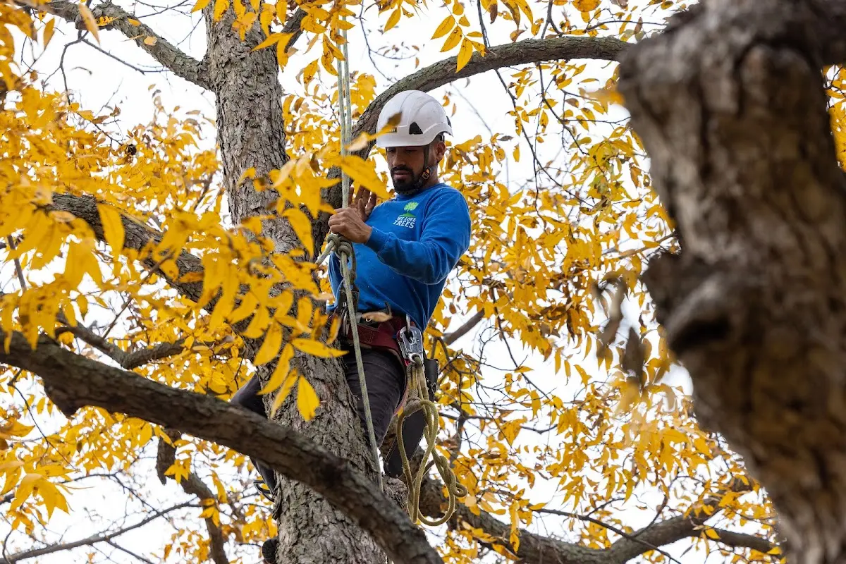 Skilled Tree Trimming crew working in Ellis Grove
