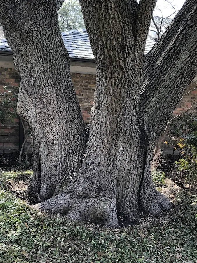 Mature heritage tree close to a Ellis Grove property cared for by certified arborists